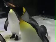 Penguins Playing With Bubbles