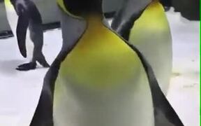 Penguins Playing With Bubbles - Animals - VIDEOTIME.COM
