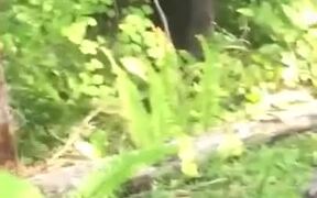 Bear Climbing A Tree Like A Cheetah - Animals - VIDEOTIME.COM