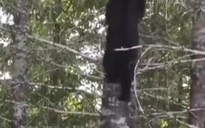 Bear Climbing A Tree Like A Cheetah - Animals - VIDEOTIME.COM