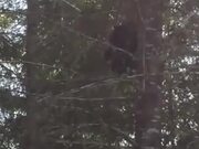 Bear Climbing A Tree Like A Cheetah