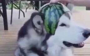 A Watermelon Hat For A Husky - Animals - VIDEOTIME.COM