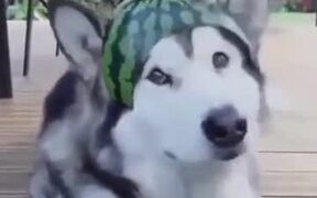 A Watermelon Hat For A Husky - Animals - VIDEOTIME.COM