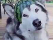 A Watermelon Hat For A Husky