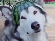 A Watermelon Hat For A Husky - Animals - Y8.COM