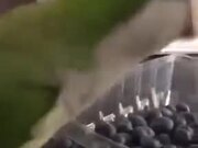 Clever Cockatiel Opening A Plastic Box