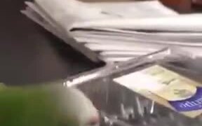 Clever Cockatiel Opening A Plastic Box - Animals - VIDEOTIME.COM