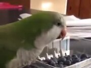 Clever Cockatiel Opening A Plastic Box