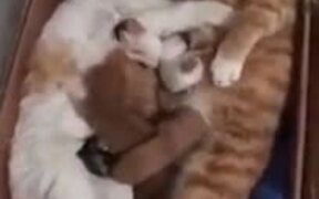Cat Parents Cuddling With Kittens - Animals - VIDEOTIME.COM