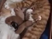 Cat Parents Cuddling With Kittens