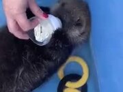 Cute Otter Baby Drinking Milk