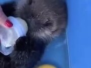 Cute Otter Baby Drinking Milk