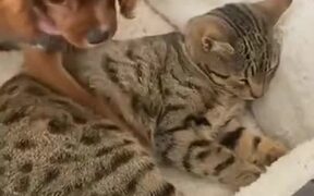 Puppy Cuddling With Mature Cat - Animals - VIDEOTIME.COM