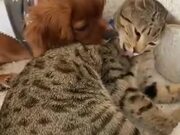 Puppy Cuddling With Mature Cat