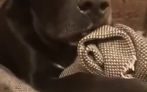 When A Dog Was Questioned For Adultery - Animals - VIDEOTIME.COM