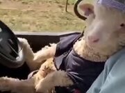The Coolest Sheep In The World