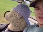 The Coolest Sheep In The World
