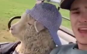 The Coolest Sheep In The World - Animals - VIDEOTIME.COM