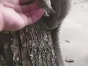 Kind Human Helping Lemur Monkey