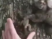 Kind Human Helping Lemur Monkey