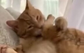 Cat Kicking Own Face - Animals - VIDEOTIME.COM
