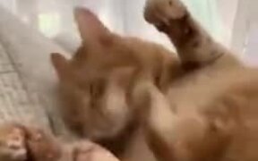 Cat Kicking Own Face - Animals - VIDEOTIME.COM