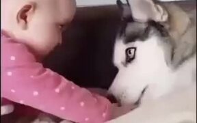 Husky Can't Believe This Kid - Animals - VIDEOTIME.COM