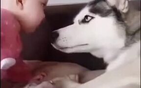 Husky Can't Believe This Kid