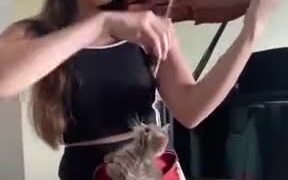 A Violin Session With A Kitten