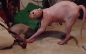 Sphynx Cat Hates Furs - Animals - VIDEOTIME.COM
