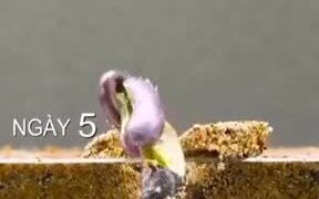 Time-Lapse Of A Seem Germination