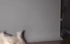 Sufferings Of A Pet Cat - Animals - VIDEOTIME.COM