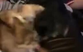When Four Pomeranians Fight - Animals - VIDEOTIME.COM