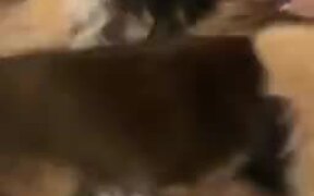 When Four Pomeranians Fight - Animals - VIDEOTIME.COM
