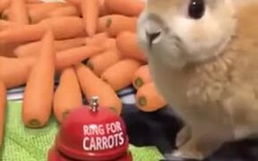 A Carrot Bell For Bunny - Animals - VIDEOTIME.COM