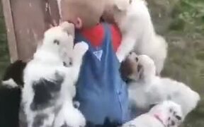 A Litter Attacking A Boy - Animals - VIDEOTIME.COM