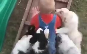 A Litter Attacking A Boy - Animals - VIDEOTIME.COM