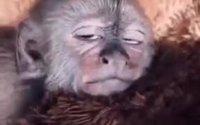 Monkey Kid Receiving Great Head Massage - Animals - VIDEOTIME.COM