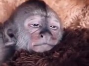 Monkey Kid Receiving Great Head Massage