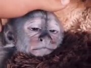 Monkey Kid Receiving Great Head Massage