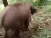 A Baby Elephant Enjoying A Slide