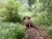 A Baby Elephant Enjoying A Slide