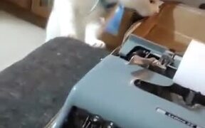 When Cat Hates A Typewriter - Animals - VIDEOTIME.COM