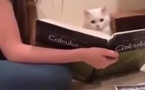 Even Cats Have To Study Nowadays - Animals - VIDEOTIME.COM