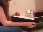 Even Cats Have To Study Nowadays