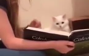Even Cats Have To Study Nowadays - Animals - VIDEOTIME.COM