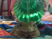 How To Bathe A Frog
