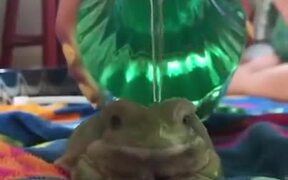 How To Bathe A Frog - Animals - VIDEOTIME.COM