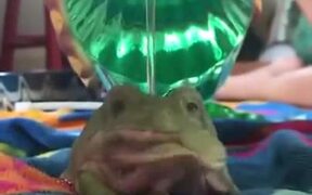 How To Bathe A Frog - Animals - VIDEOTIME.COM