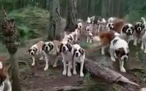 A St Bernard Heaven - Animals - VIDEOTIME.COM